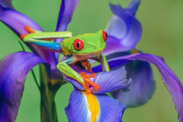 Jones, Adam 아티스트의 Red-eyed tree frog climbing on iris flower작품입니다.